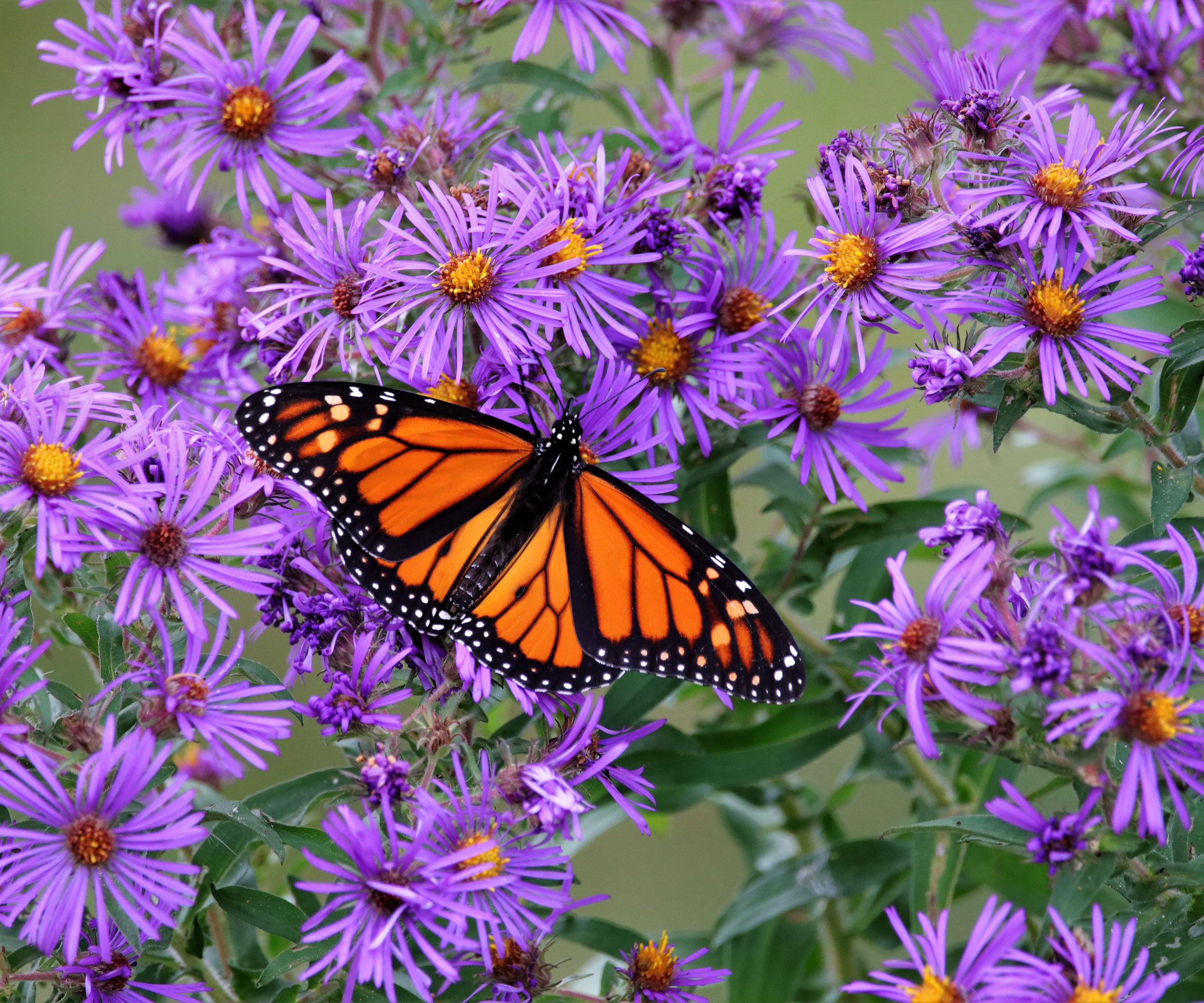 purple aster flowers with butterfly sitting in petals