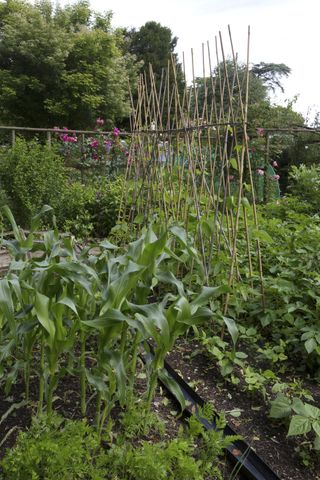 vegetables growing in beds in a kitchen garden