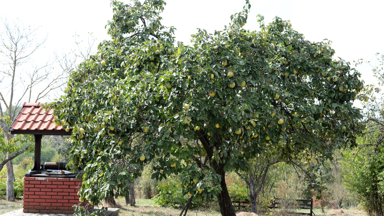A quince tree full of fruit next to a brick well