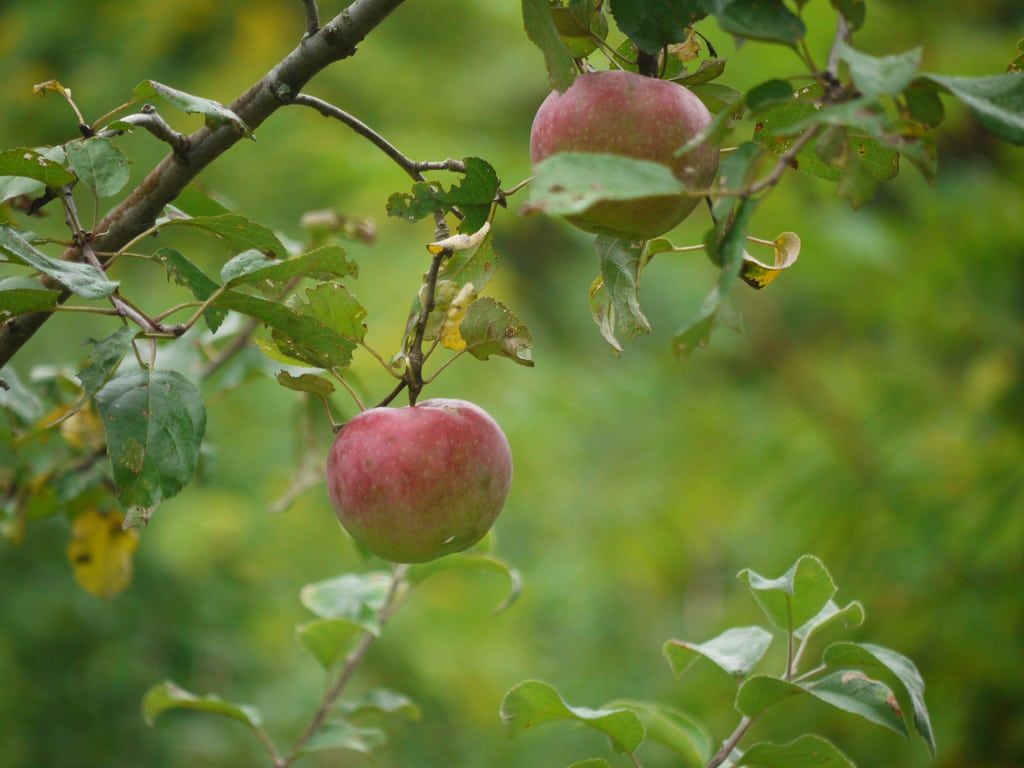 liberty apples