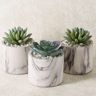 green plants of potted succulents in marble pots