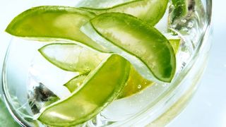 home remedies for fleas on cats: aloe vera