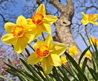 Daffodils flowering in the spring sunshine under a tree