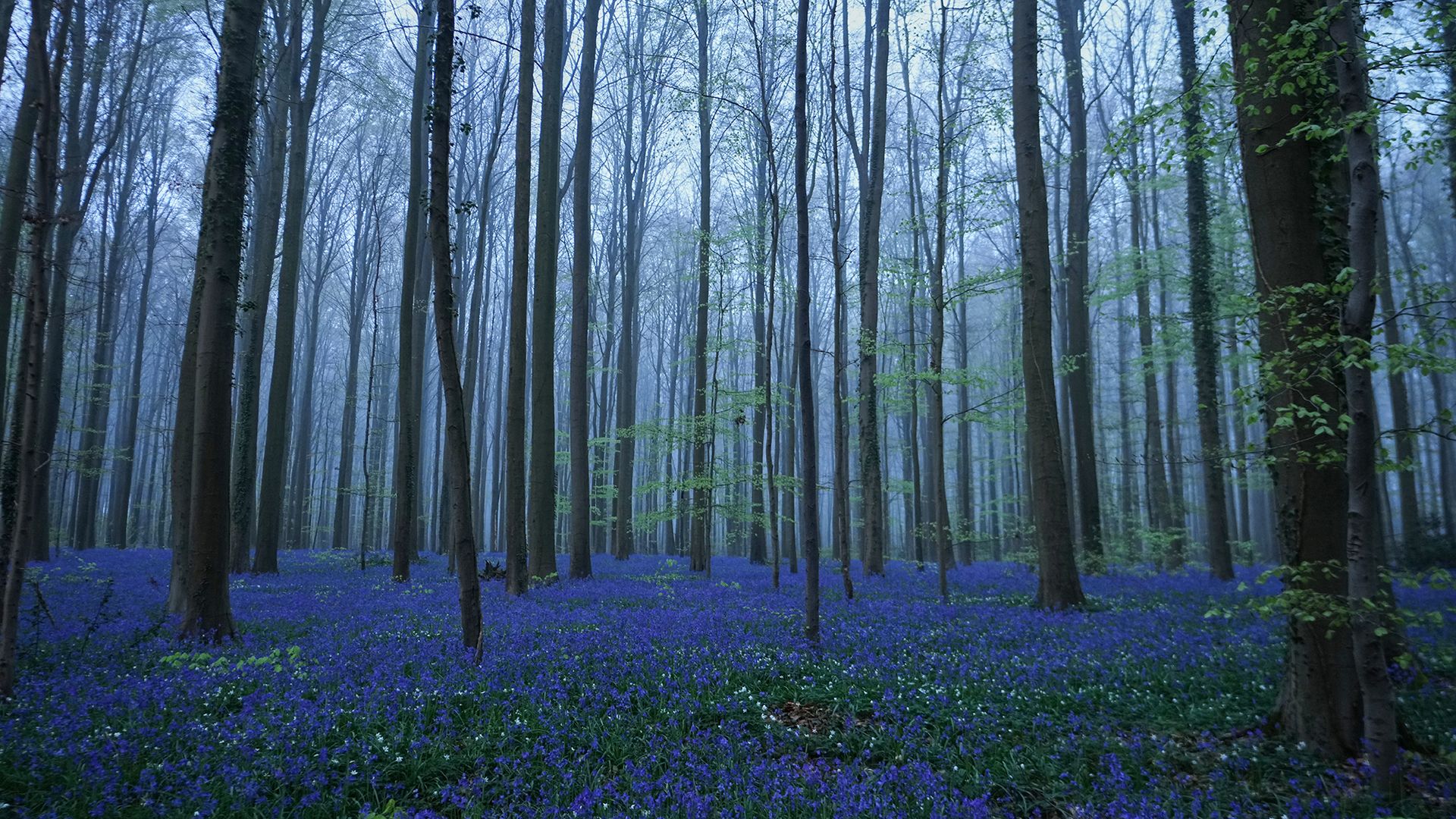 
                                Bluebells, also known as wild hyacinth, bloom in the Hallerbos Forest, near Helle, Belgium
                            