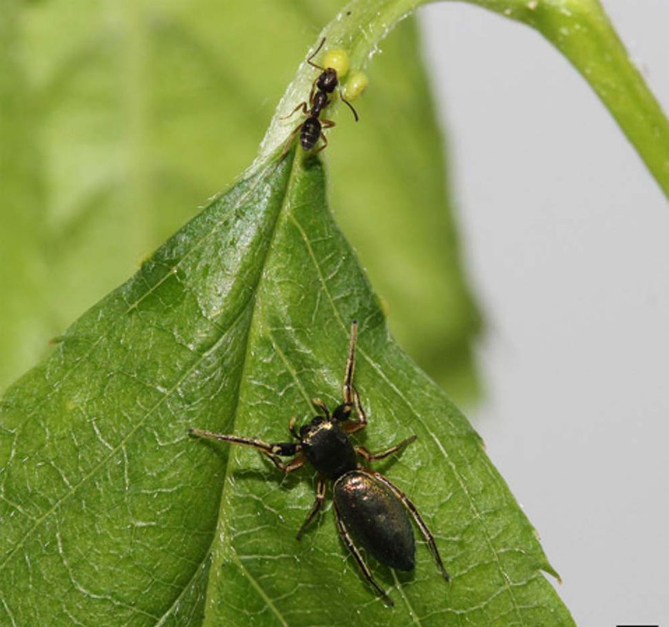Spider Snacks Photos of PlantEating Arachnids Live Science