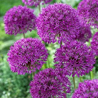 20 Purple Sensation Allium Bulbs-4-6 Inch Flower Diameter!