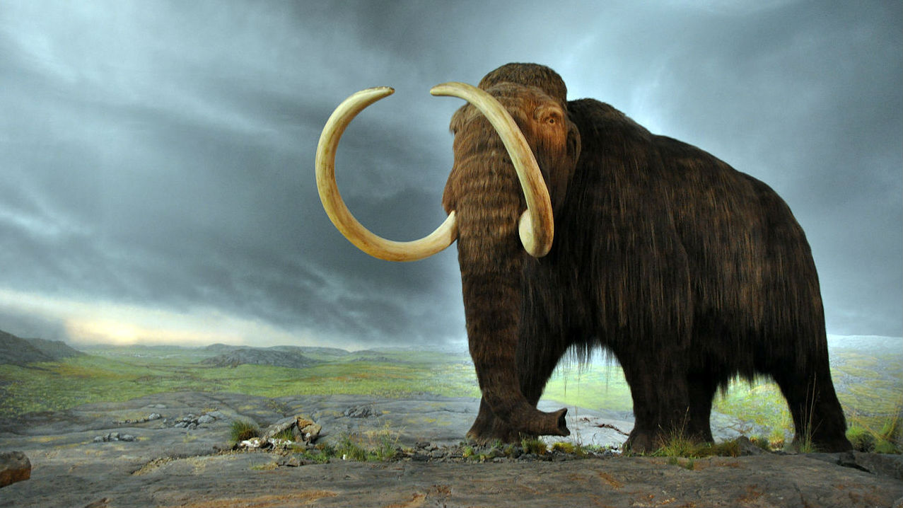 Painting of a woolly mammoth