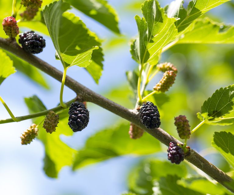 An expert guide to mulberry pruning for thriving fruit trees | Homes ...