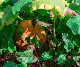 Pumpkin plant with yellow leaves