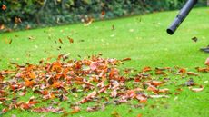 A gardener uses a leaf blower to clear fallen leaves off a lawn in the fall