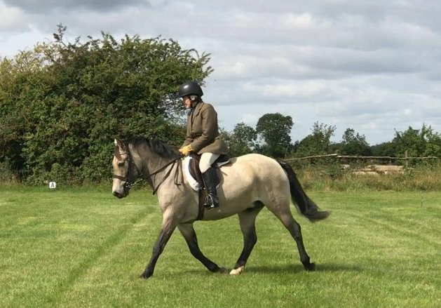 dun horses for sale