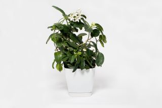 A jasmine houseplant in a white pot
