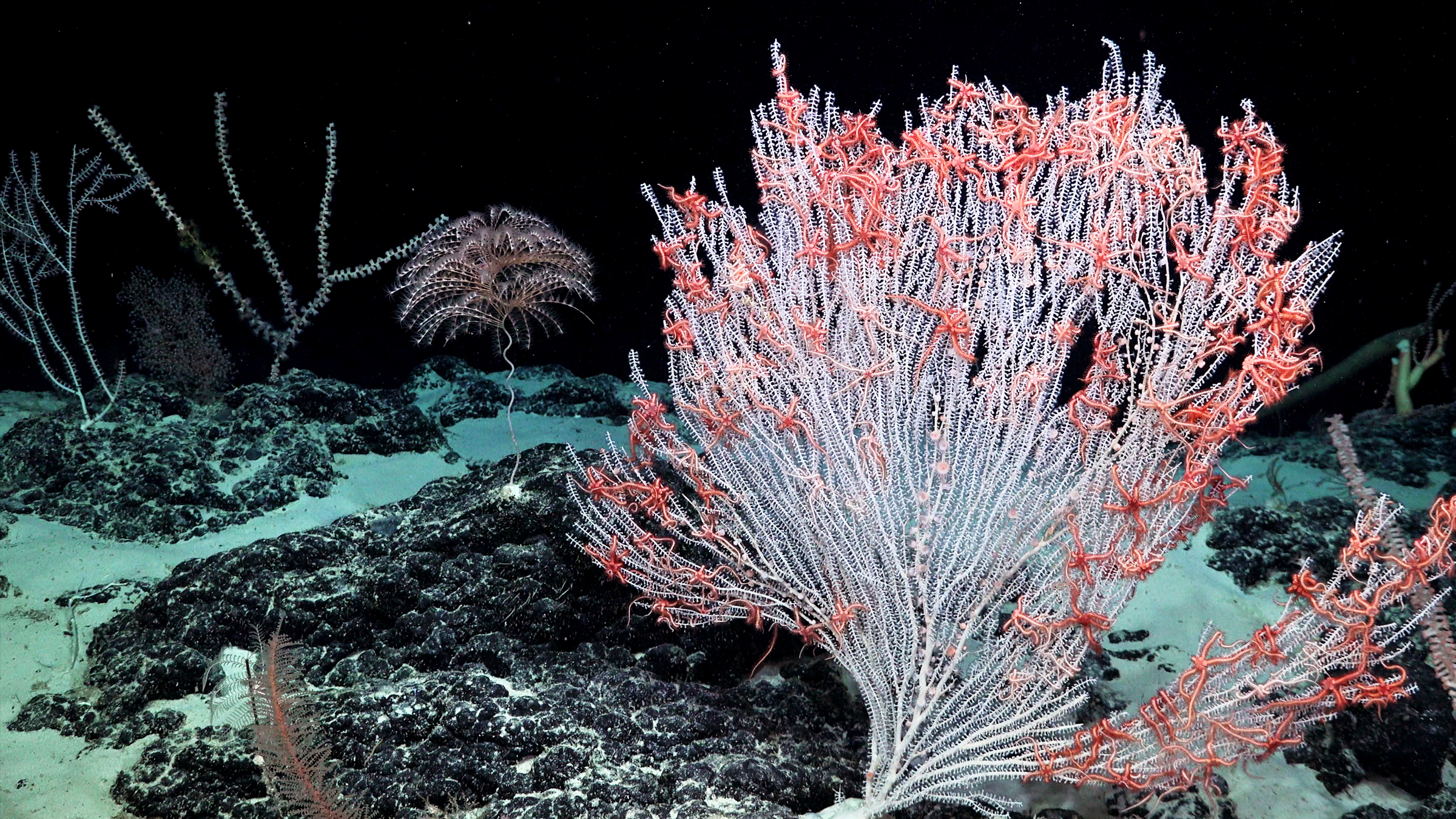 Coral alb acoperit cu stele evantai în Oceanul Pacific Central.