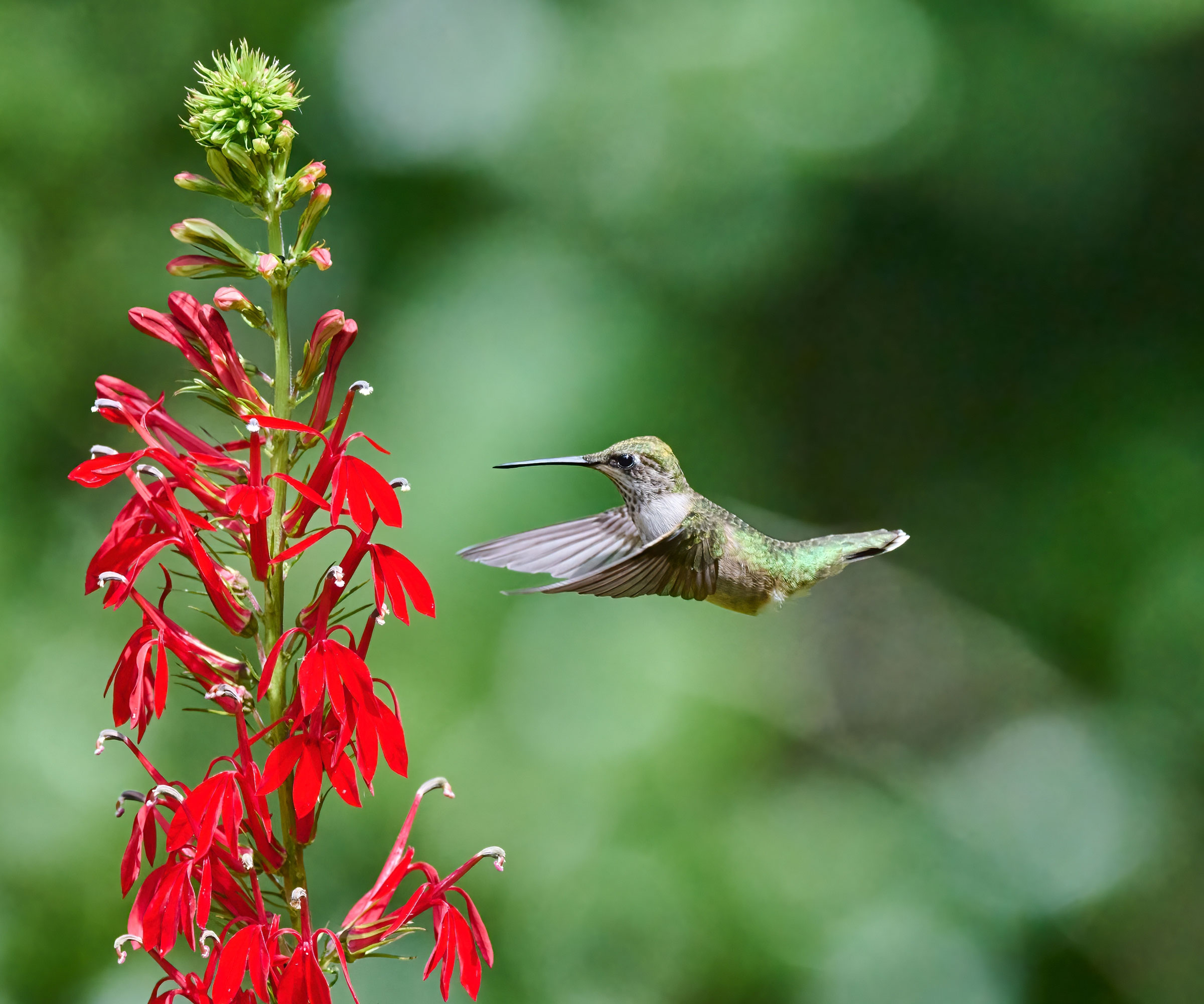 red cardinal flower with hummingbird