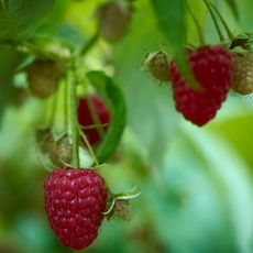 Raspberry plant