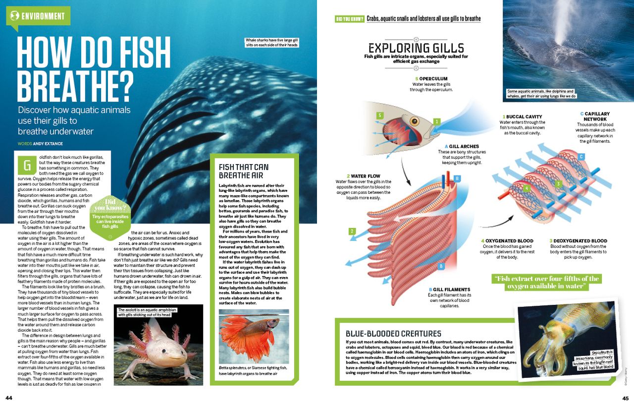 fish