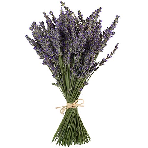 Tooget Natural Lavender Bundles, Freshly Harvested 200+ Stems Dried Lavender Bunch 16" - 18" Long, Decorative Flowers Bouquet for Home Decor, Crafts, Gift, Wedding or Any Occasion