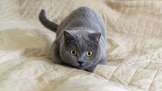 Cat reading to pounce on bed