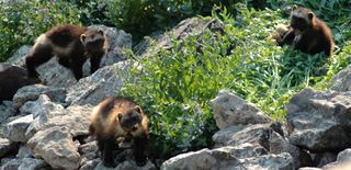 A wolverine female and kits in the High Divide region of southwest Montana. During the past year, the most recent petition to list wolverines under the ESA was not approved by the U.S. Fish and Wildlife Service. But as with grizzly bears and gray wolves, the long-term question and challenge are not about ESA listing but rather managing the long-term continuing recovery and conservation of these and other species.