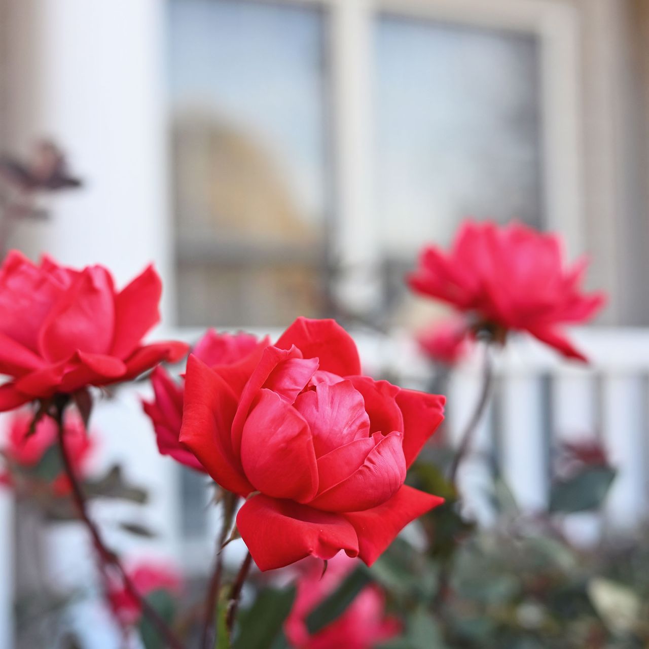 Roses blooming in front of a wraparound porch in the fall