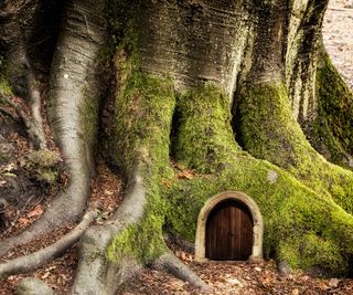 Fairy door in an old tree