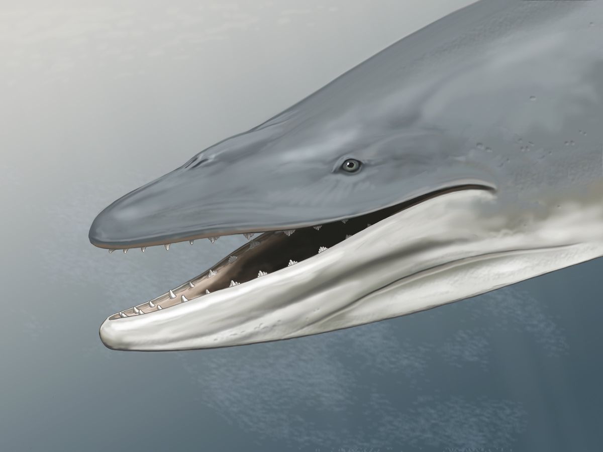 This is an artist's reconstruction of Llanocetus denticrenatus, an anc...