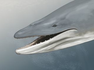 This is an artist's reconstruction of Llanocetus denticrenatus, an ancient whale with teeth.