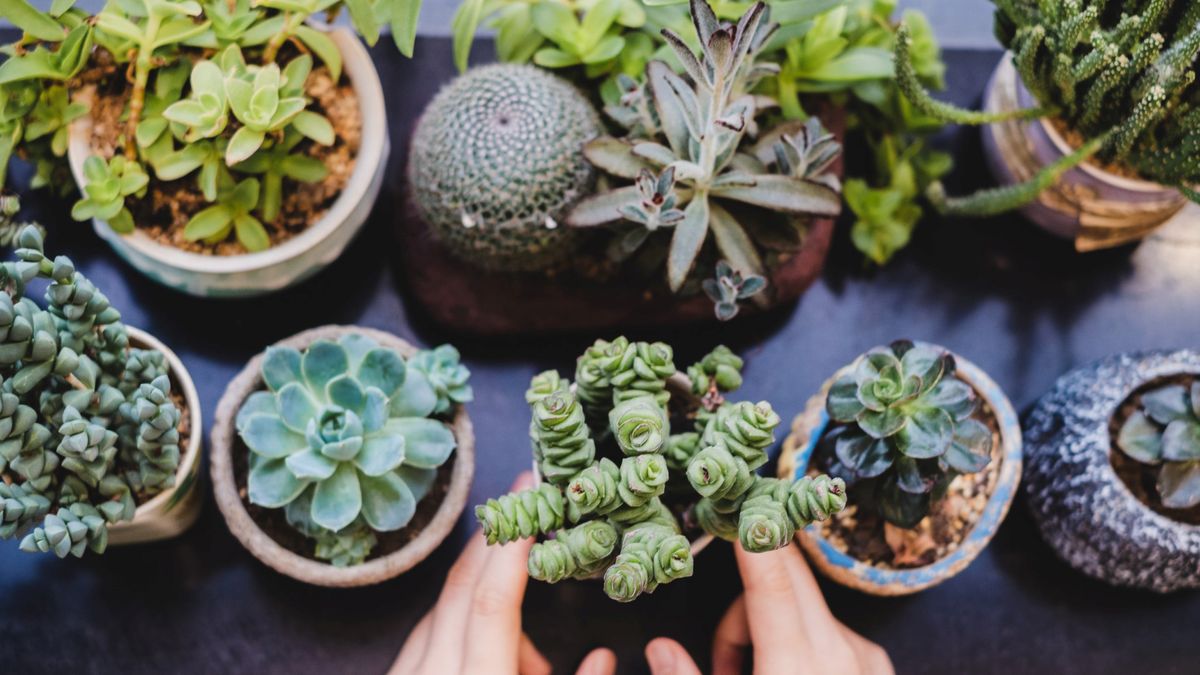 How to revive a succulent and nurse it back to health