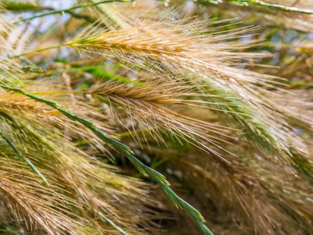 Pennisetum Little Honey Fountain Grass