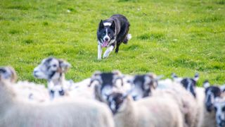 Border Collie herding sheep in field