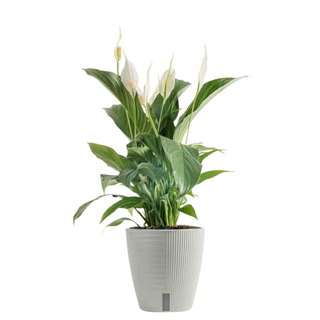 Spathiphyllum Peace Lily