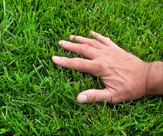 hand on grass