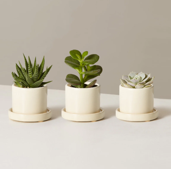 3 mini succulents