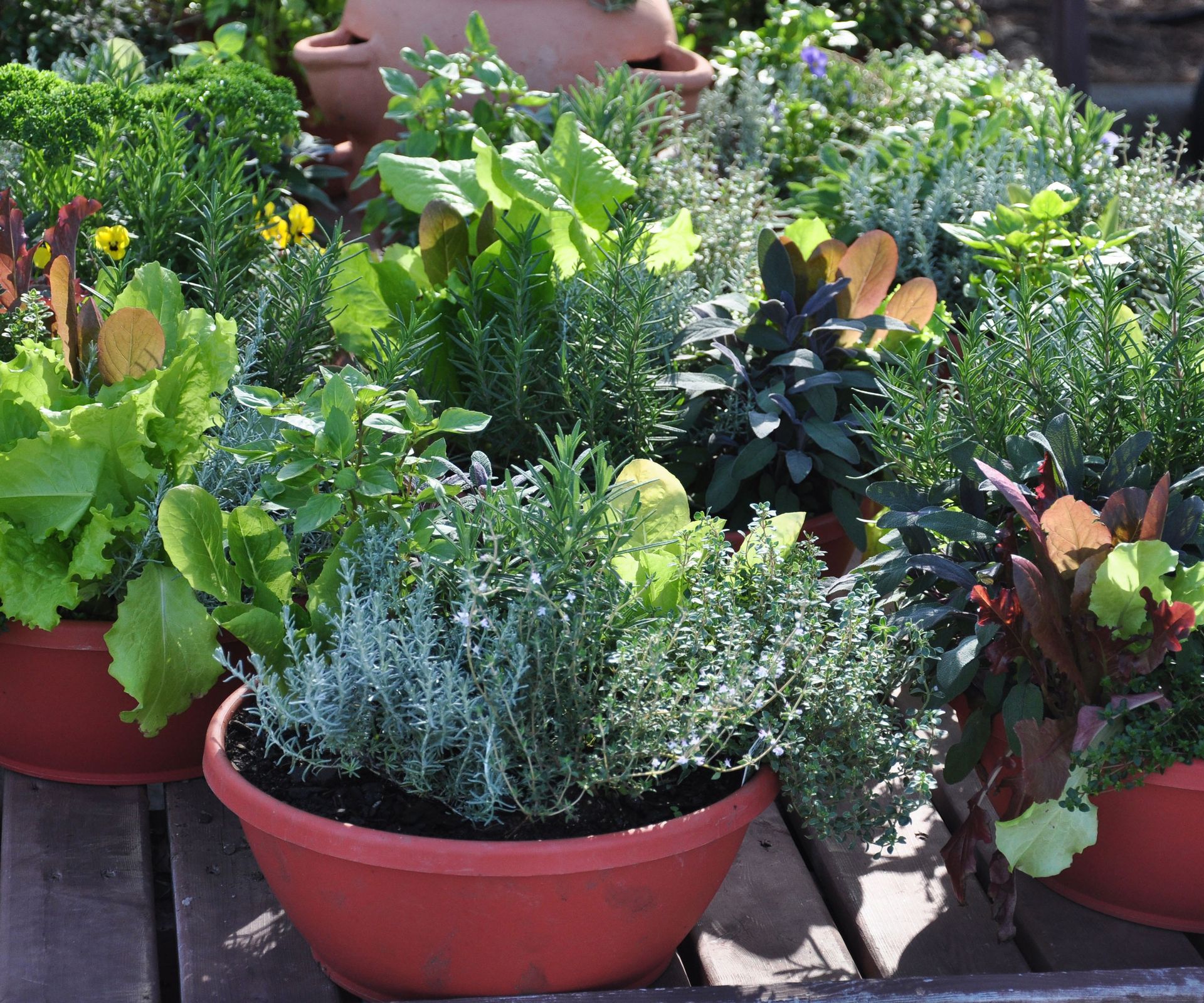 cut and come again crops and herbs in container garden