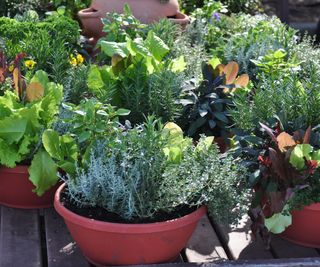 cut and come again crops and herbs in container garden