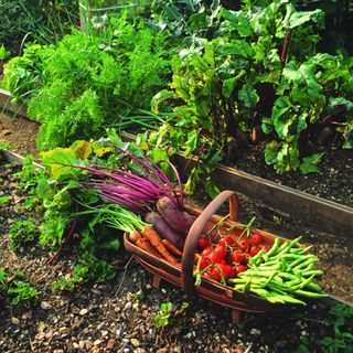 A garden with a basket filled with harvested crops including runner beans