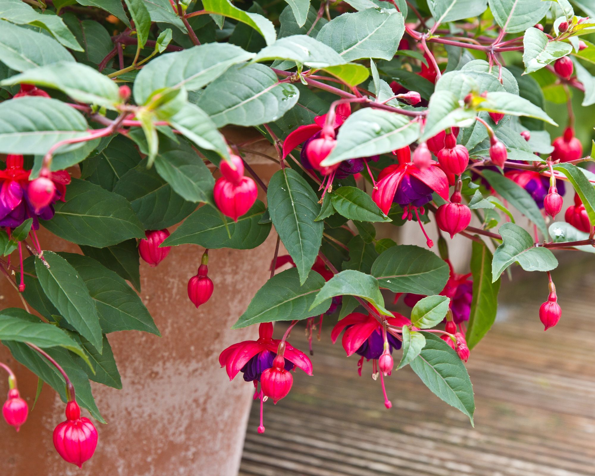 A fuchsia plant in a terracotta pot