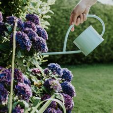 Gardener water hydrangea with watering can