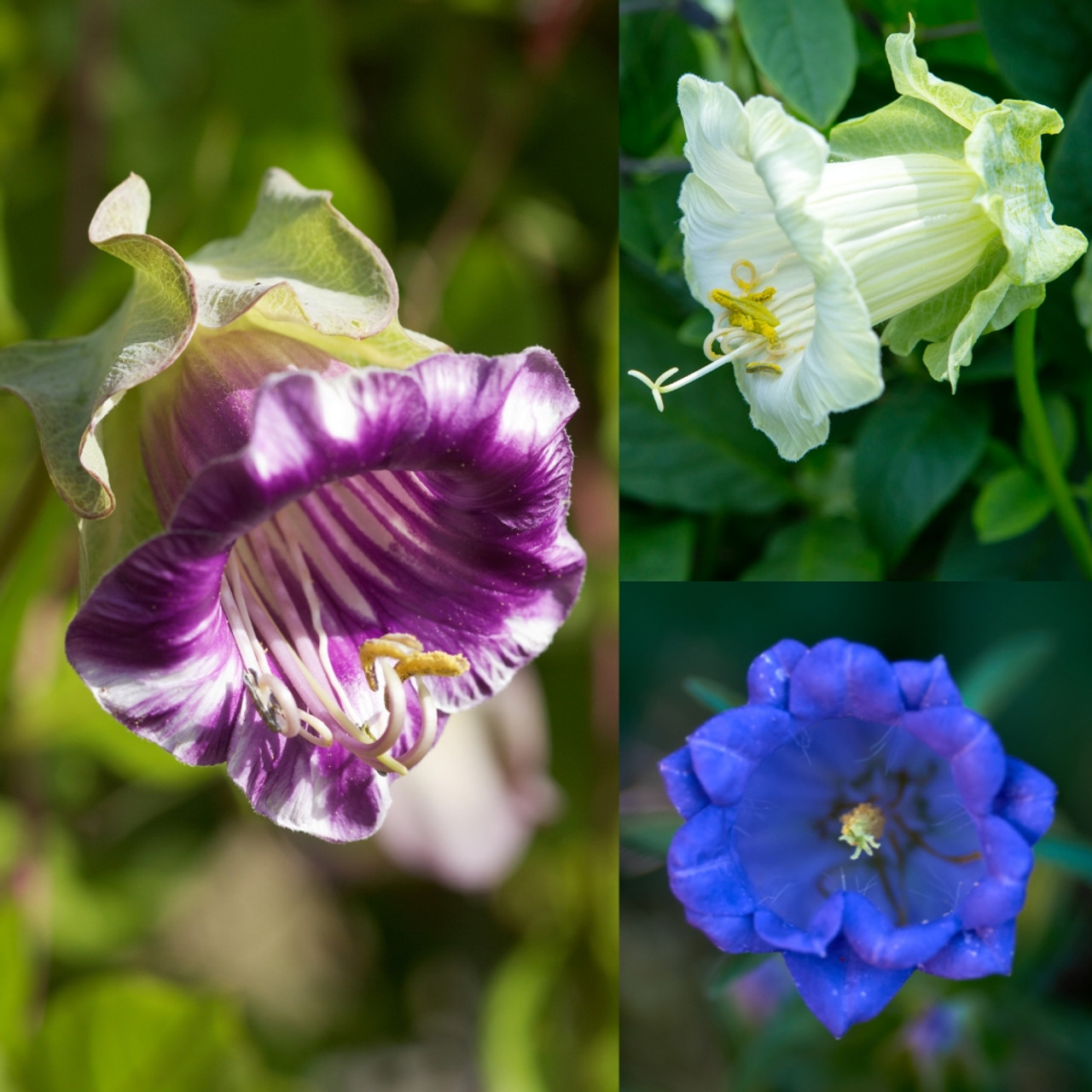 Cobaea Mixed (cup and Saucer Plant )