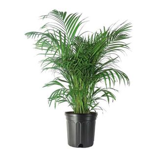potted areca palm from American Plant Exchange on white background