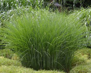 Lush ornamental grass including Chinese Miscanthus 'Gracillimus'