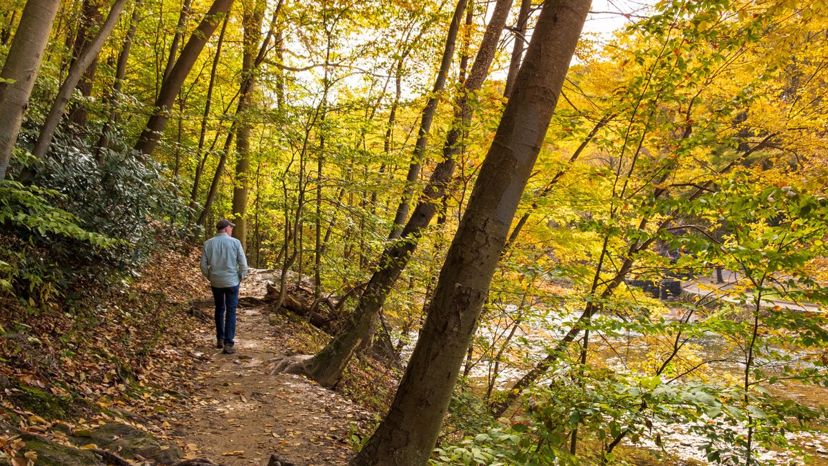 Man walking alone on woodland trail during fall