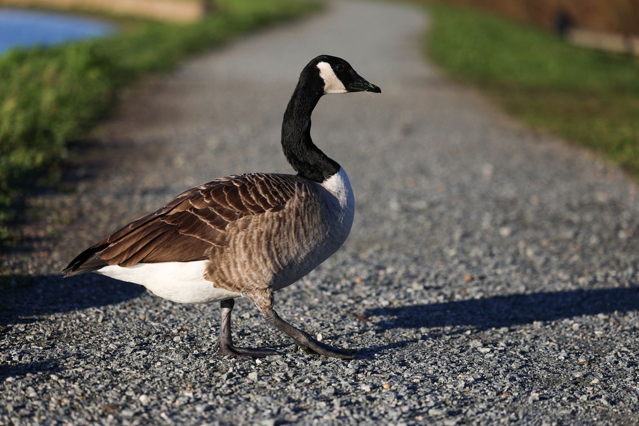goose walking shot on canon r6 mark ii