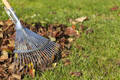 5 things to do to your lawn in November | Livingetc