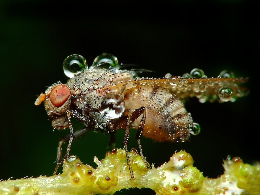 Gallery: Dazzling Photos of Dew-Covered Insects | Live Science