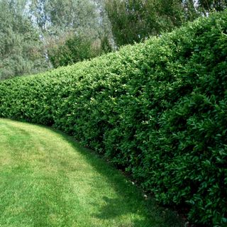 A privet hedge