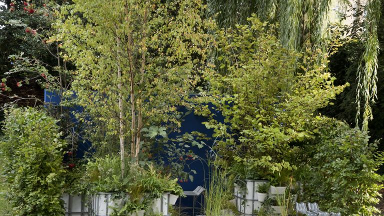 choosing a tree for your garden large trees planted in containers 