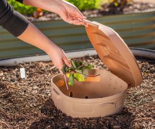 in-ground worm composter with veg scraps