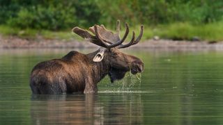 A moose in Glacier National Park