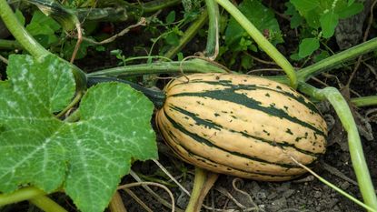 Striped fruit of a Honey Boat squash growing in the garden